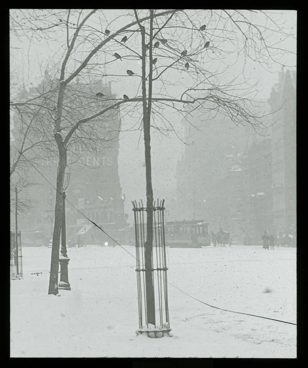 Strom na sněhu, New York od Alfred Stieglitz
