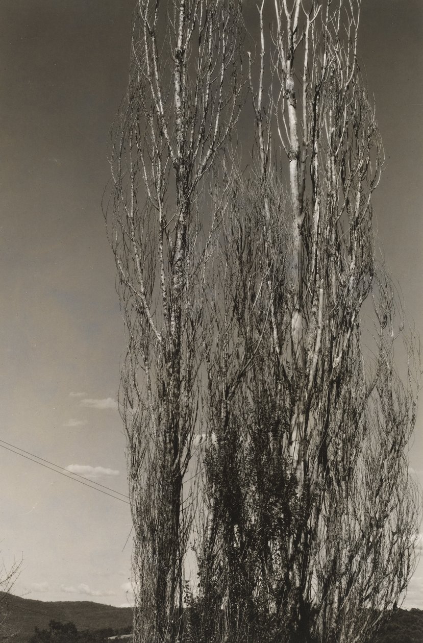 Dva topoly, jezero George (recto) od Alfred Stieglitz