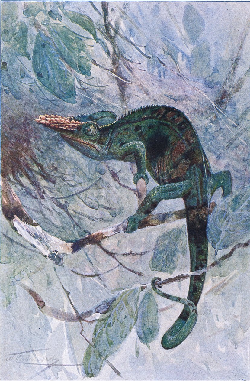Chameleon africký, ilustrace z 