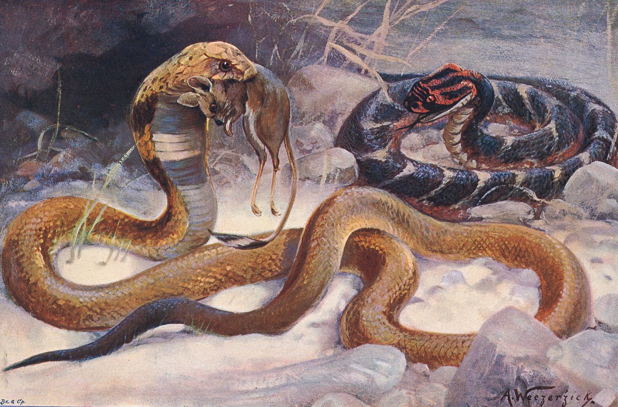 Cobra and Puff Adder, ilustrace z 