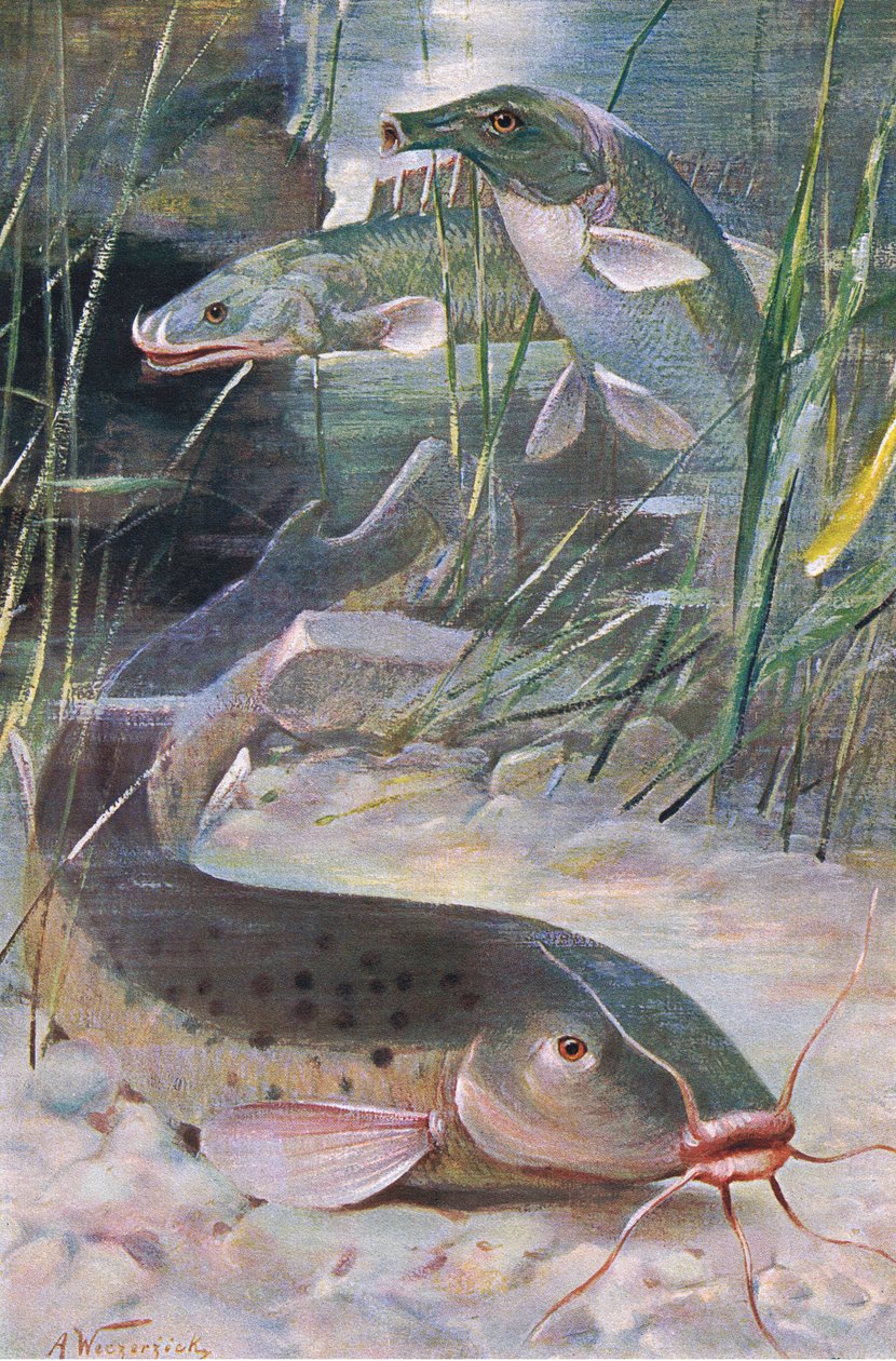 Elektrický sumec, Bichir, Trunkfish, ilustrace z 