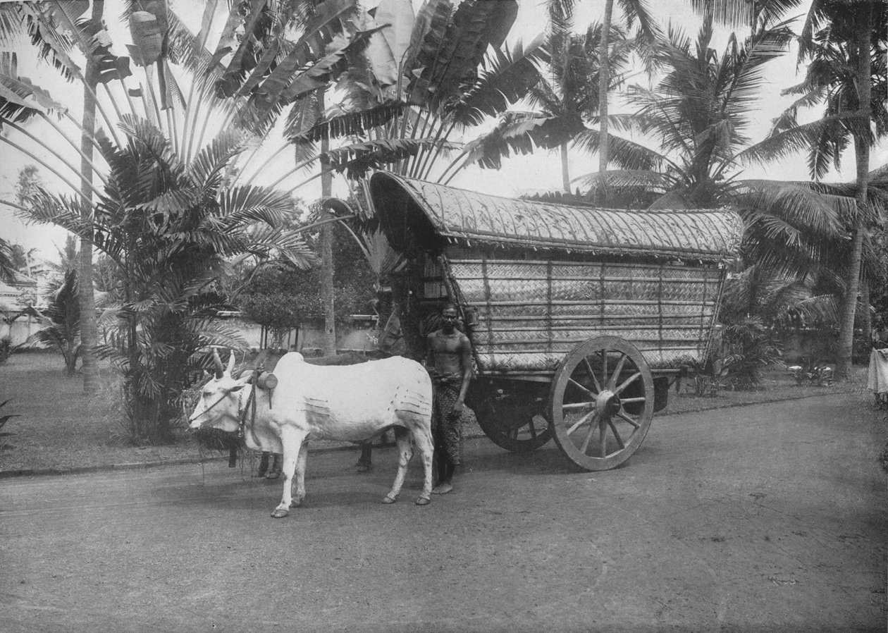 Ceylon Bullock Cart, c1890, 1910 od Alfred William Amandus Plate
