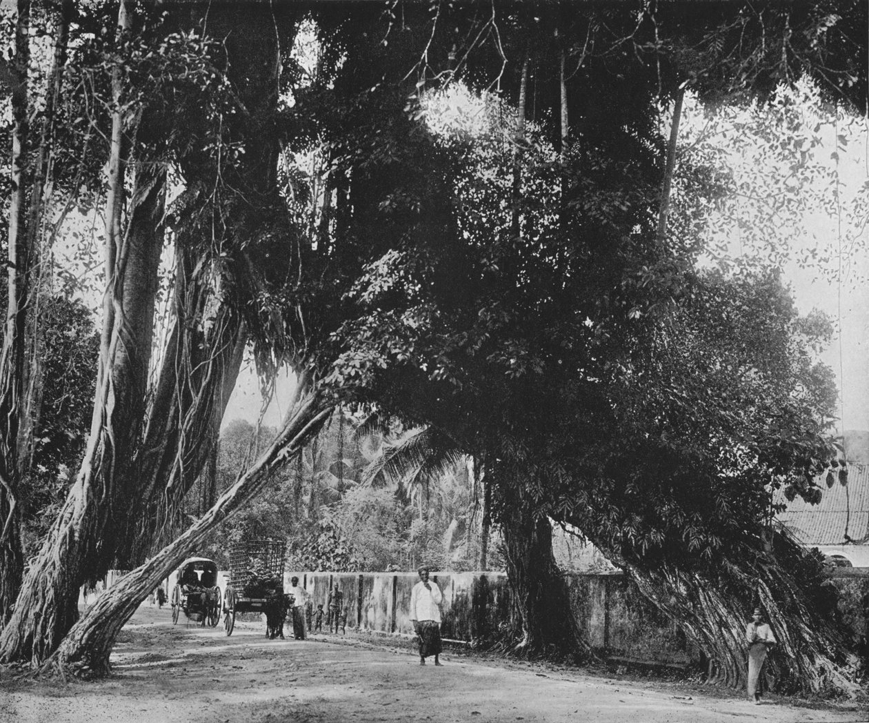 Banyan Tree v Kalutara, c1890, 1910 od Alfred William Amandus Plate