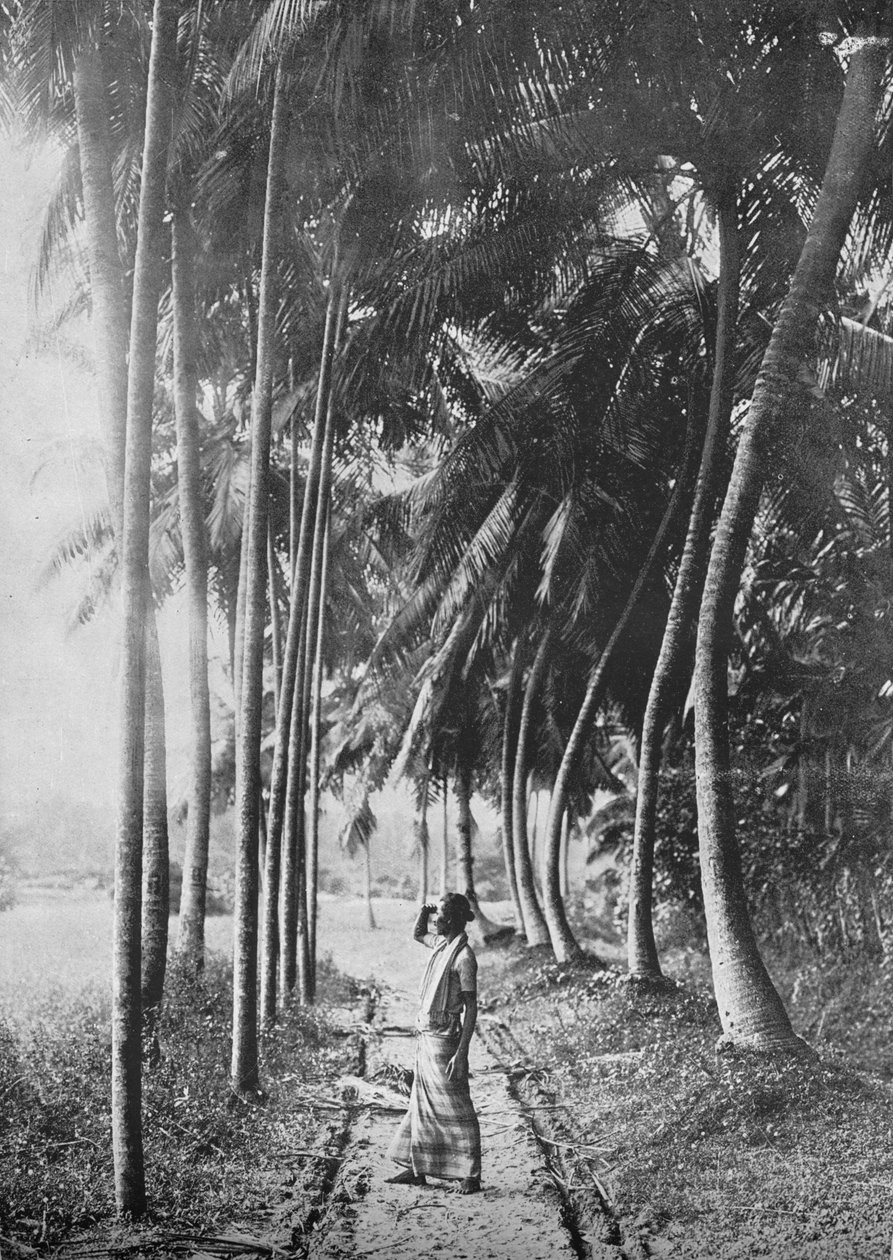 Dawn Through the Palms, c1890, 1910 od Alfred William Amandus Plate