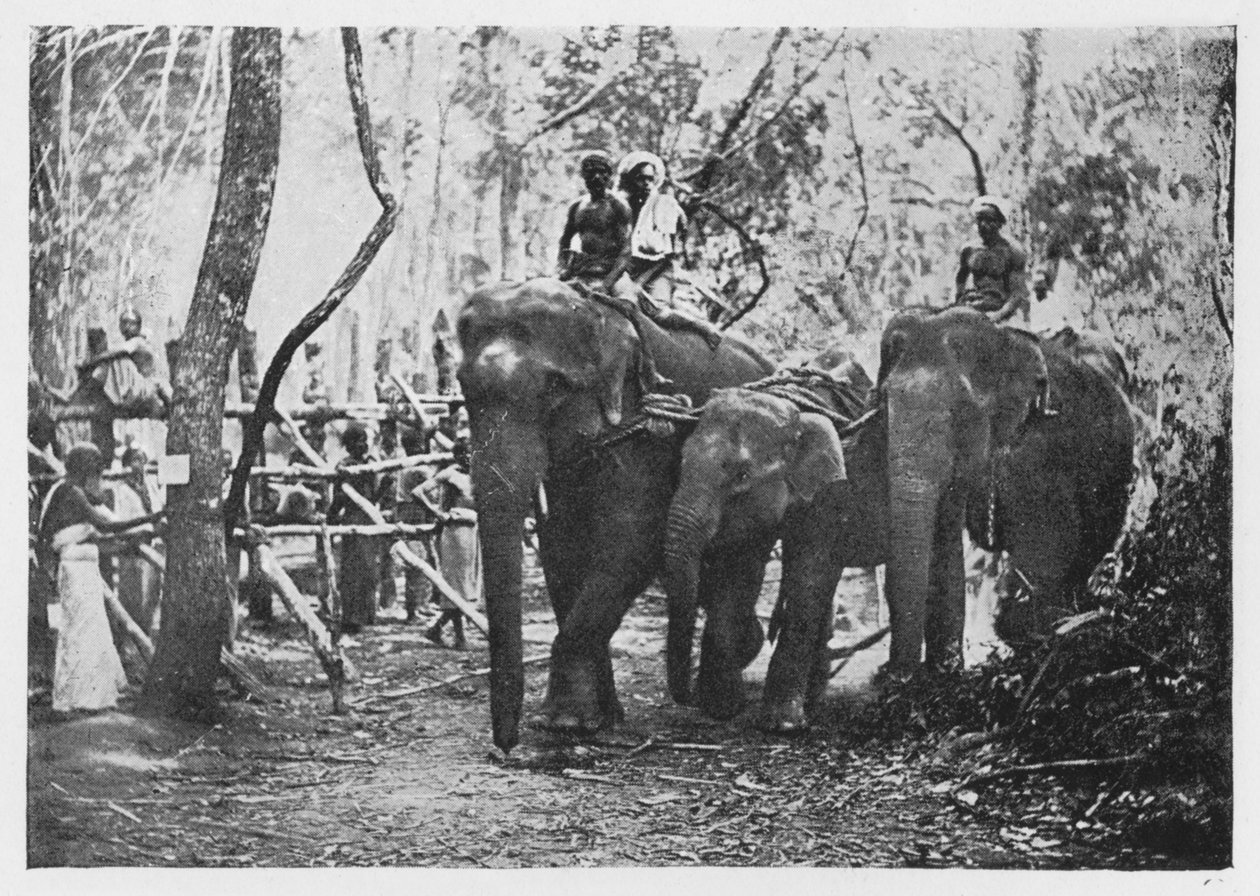 Elephant Kraaling in Ceylon – Free No Long, c1890, 1910 od Alfred William Amandus Plate