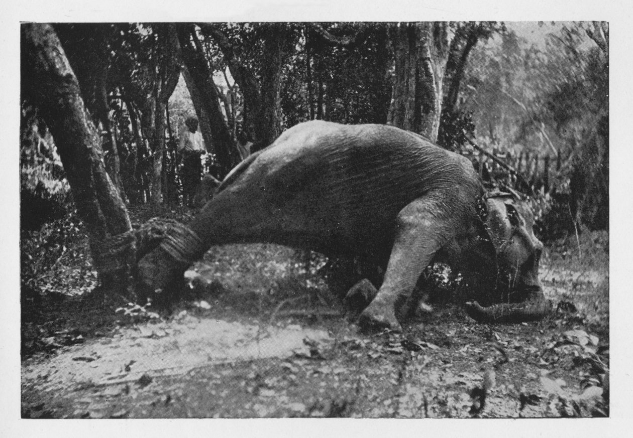 Elephant Kraaling na Cejlonu - Noosed, c1890, 1910 od Alfred William Amandus Plate