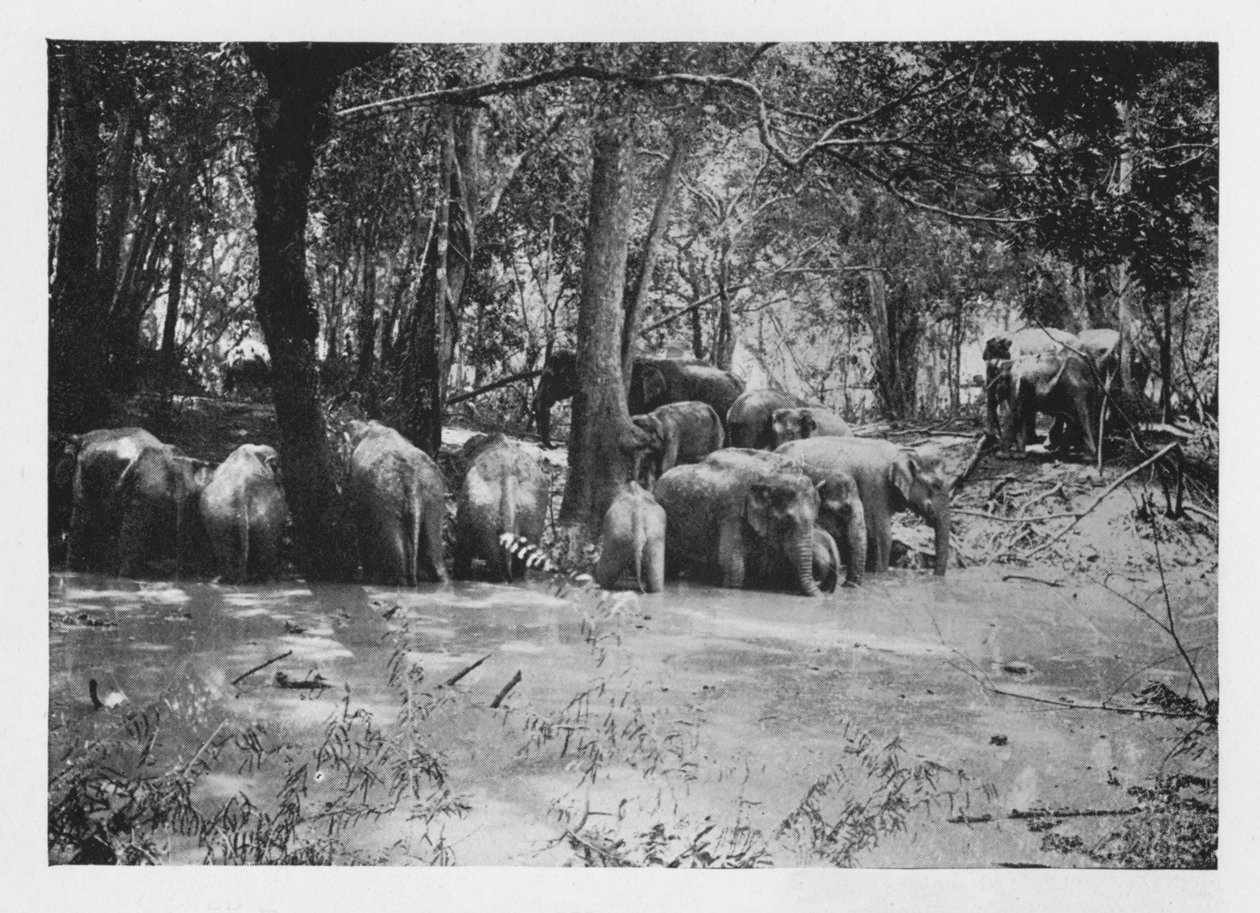 Slon Kraaling na Cejlonu u napajedla uvnitř Stockade, c1890, 1910 od Alfred William Amandus Plate