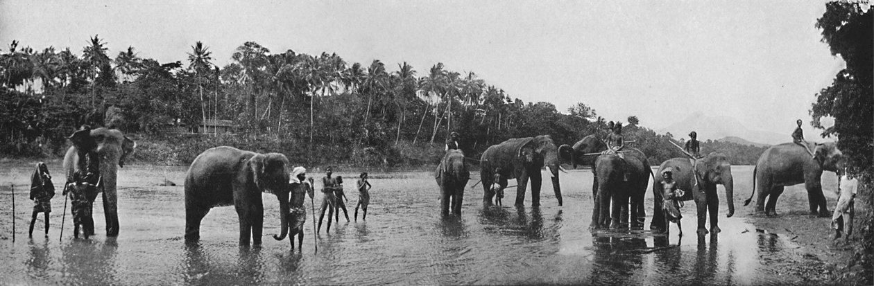 Kandy. Sacred Elephants of the Temple Bathing, c1890, 1910 od Alfred William Amandus Plate