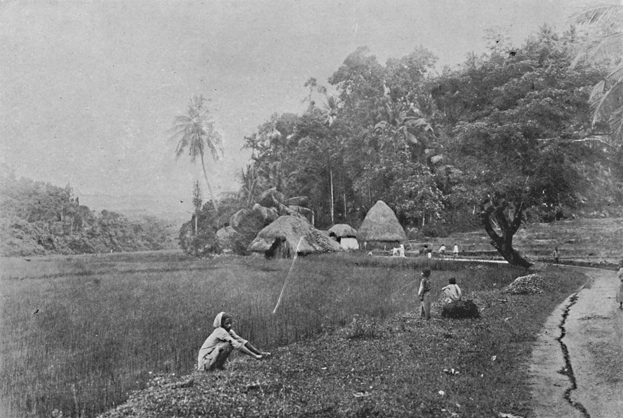 Rýžové pole poblíž Gampola, c1890, 1910 od Alfred William Amandus Plate