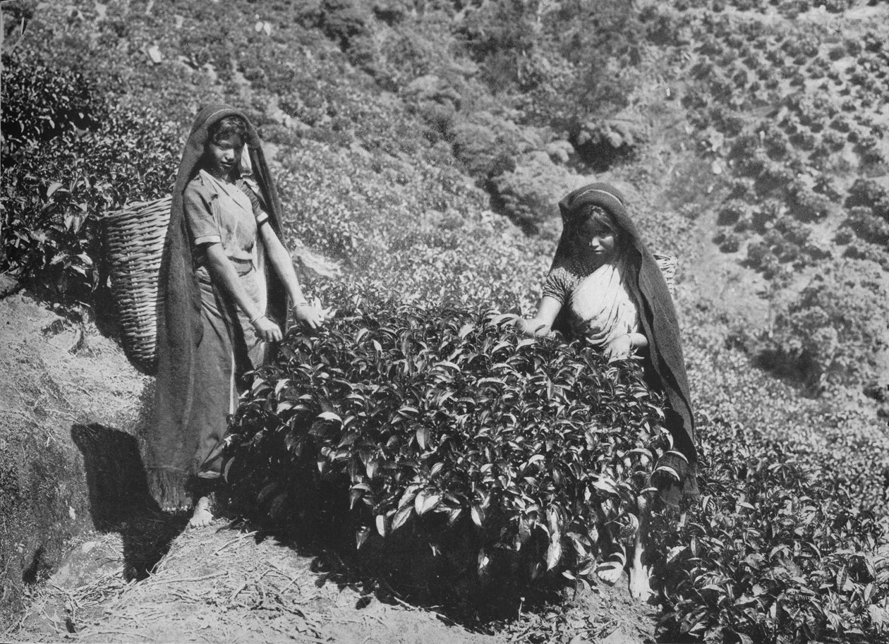Pluckers on Tea Estate, Ceylon, c1890, 1910 od Alfred William Amandus Plate