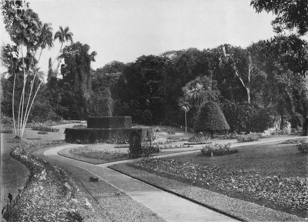 The Fernery, Peradeniya Gardens, Ceylon, c1890 1910 od Alfred William Amandus Plate