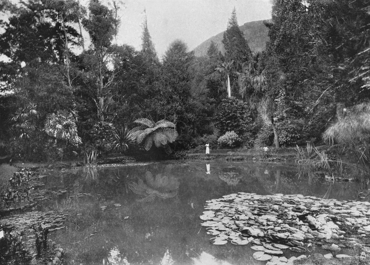 Lotosový rybník, Hakgalla Gardens, Nuwara Eliya, c1890, 1910 od Alfred William Amandus Plate