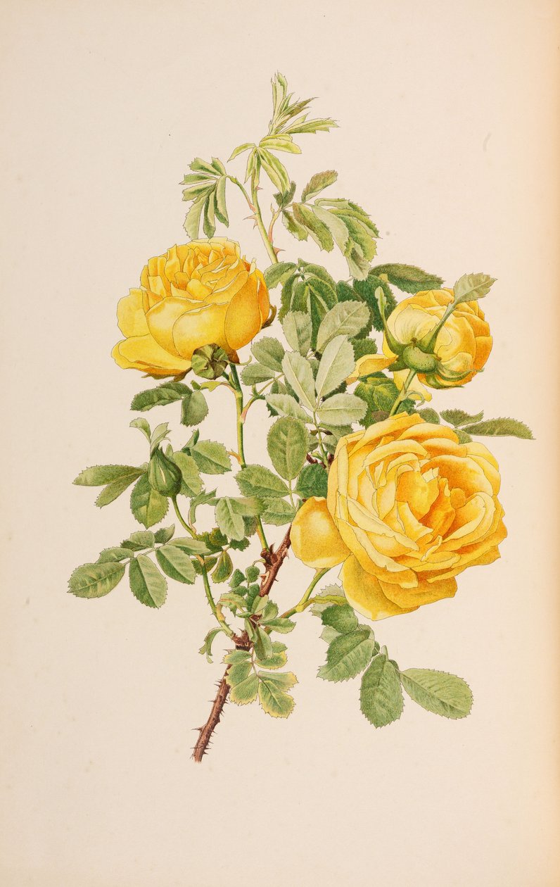 Ilustrace z The genus rosa od Ellen Willmott, 1914. od Alfred William Parsons