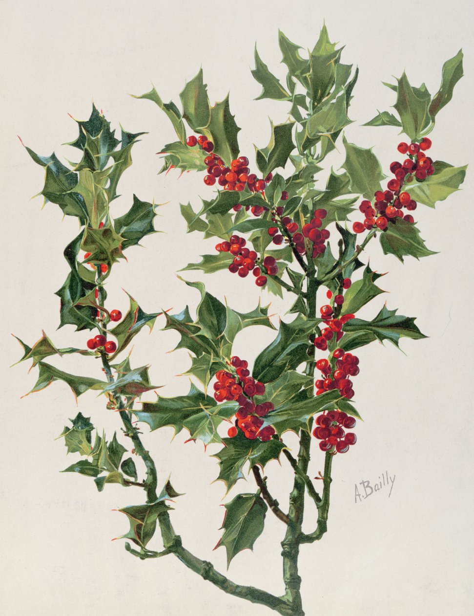 Holly, ilustrace z Encyclopédie Artistique et Documentaire de la Plante, vydané v Paříži, 1904-08 chromolitho od Alice Bailly