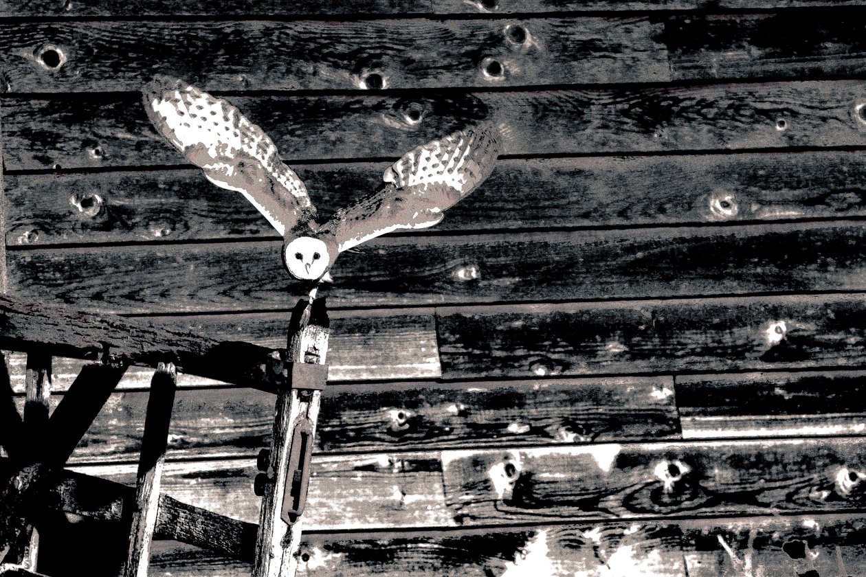 Airborne, ze série Barn Owl, 2018 (fotografie) od Alice Gur-Arie
