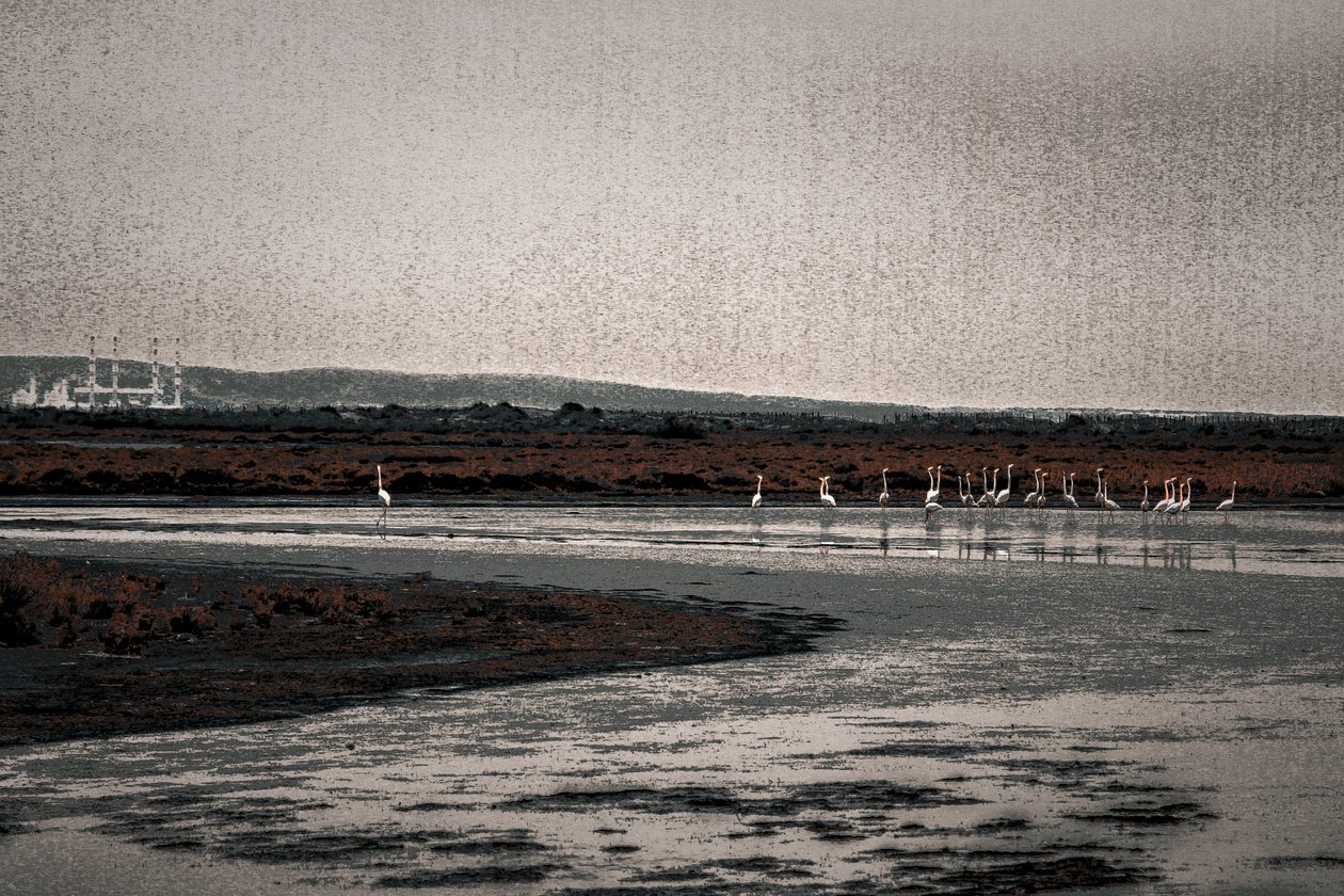 Kongregace, ze série Plameňáci z Camargue, 2017 (ručně malovaná fotografie) od Alice Gur Arie
