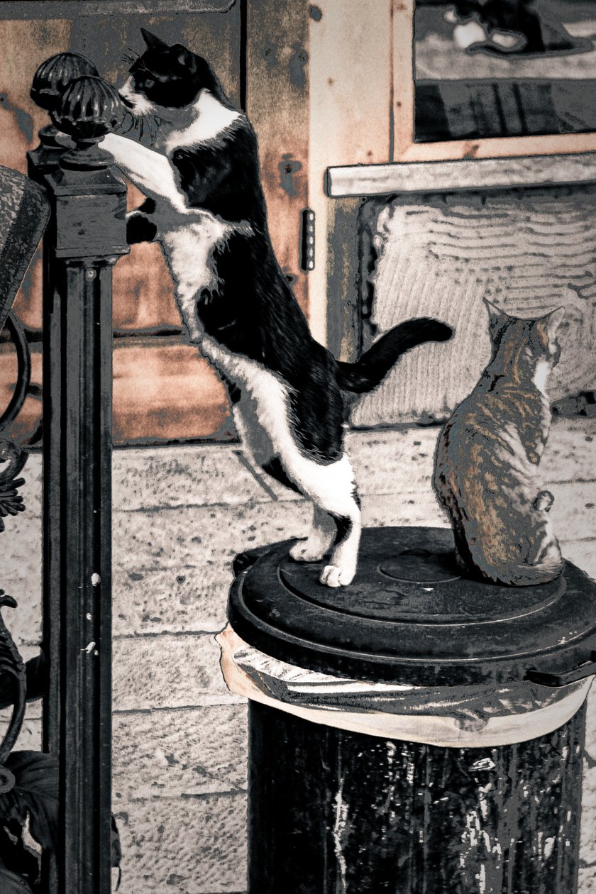 Curiosity, 2017 (fotografie) od Alice Gur Arie