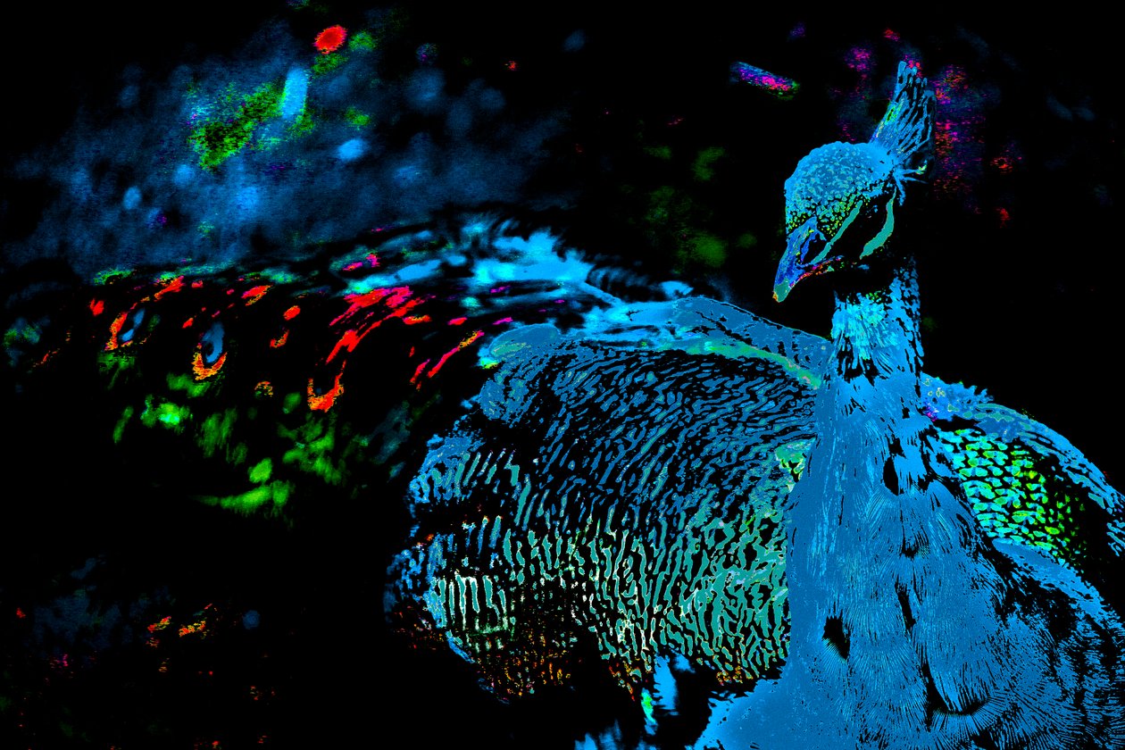 Princeznin páv, 2012 (fotografie) od Alice Gur-Arie
