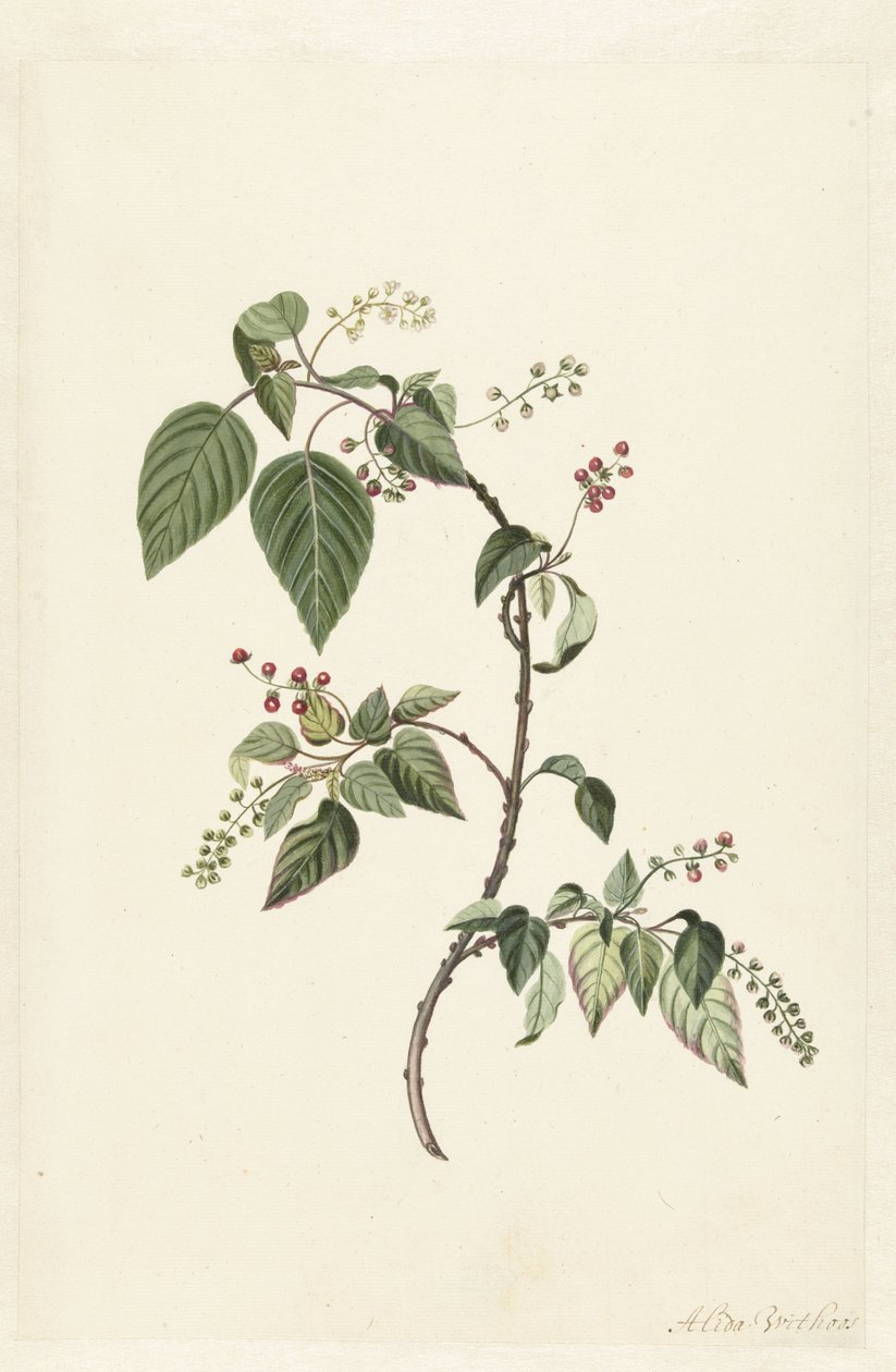 Nandina (Nandina domestica) od Alida Withoos
