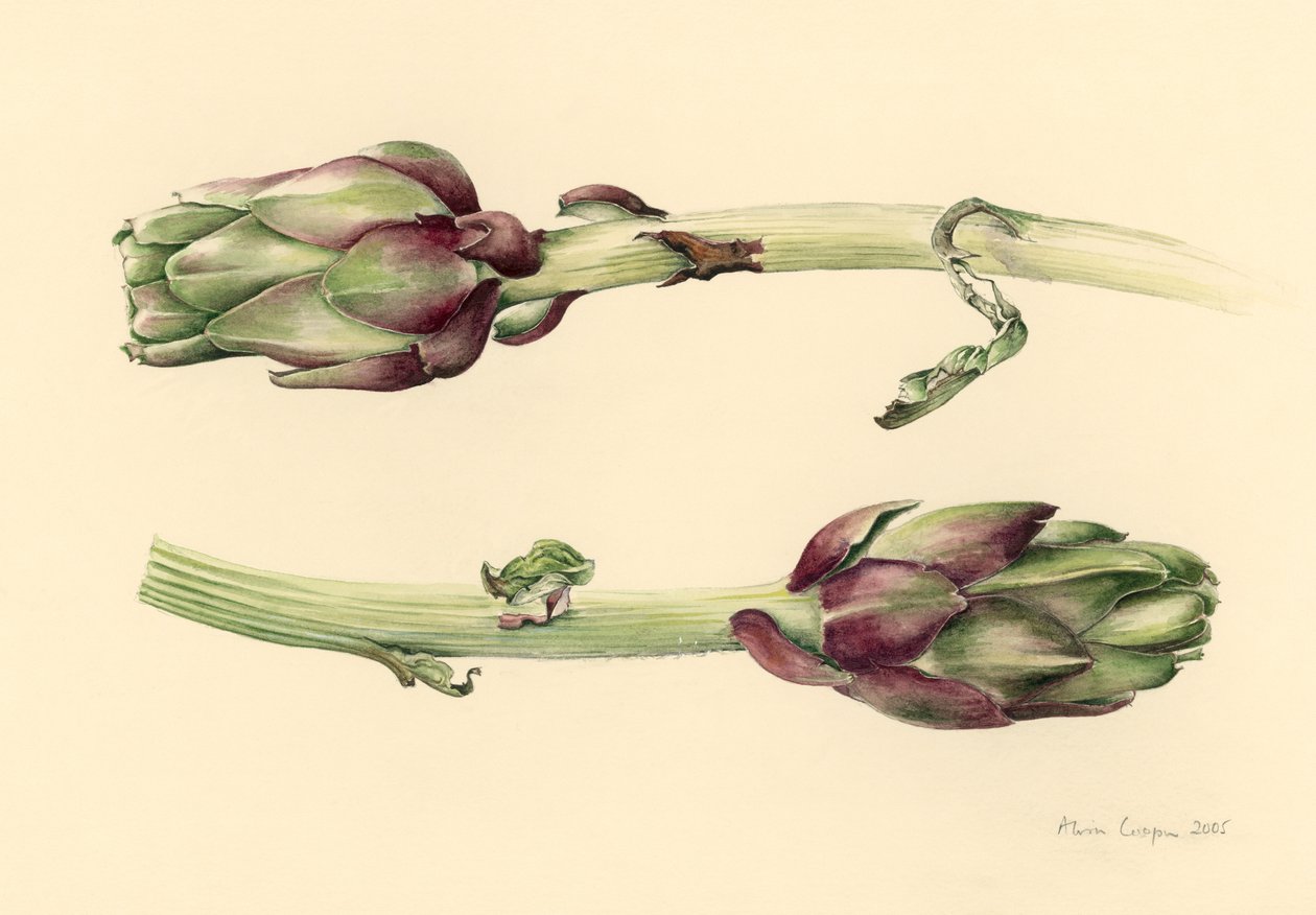 Artyčoky, 2005 od Alison Cooper