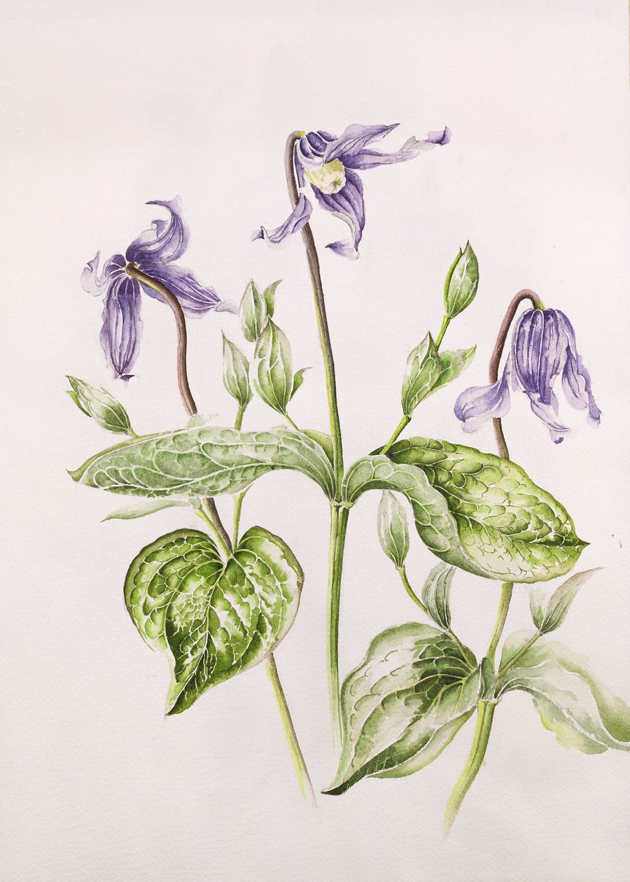 Clematis Integrifolia od Alison Cooper
