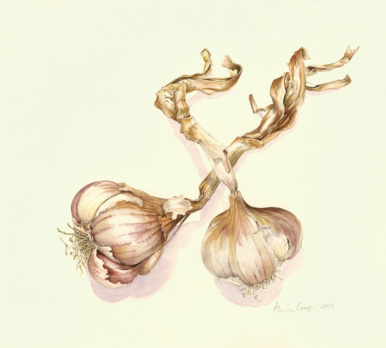 Česnekové cibulky, 2005 od Alison Cooper
