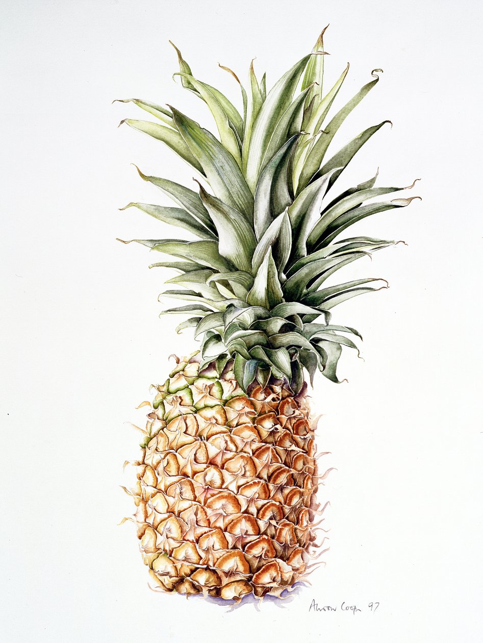 Ananas, 1997 od Alison Cooper