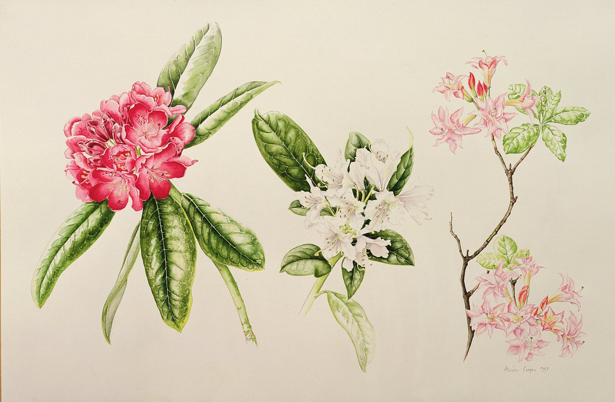 Rhododendron, 1998 od Alison Cooper