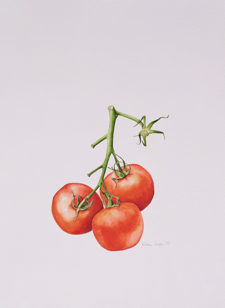 Tři rajčata na vinici, 1997 od Alison Cooper