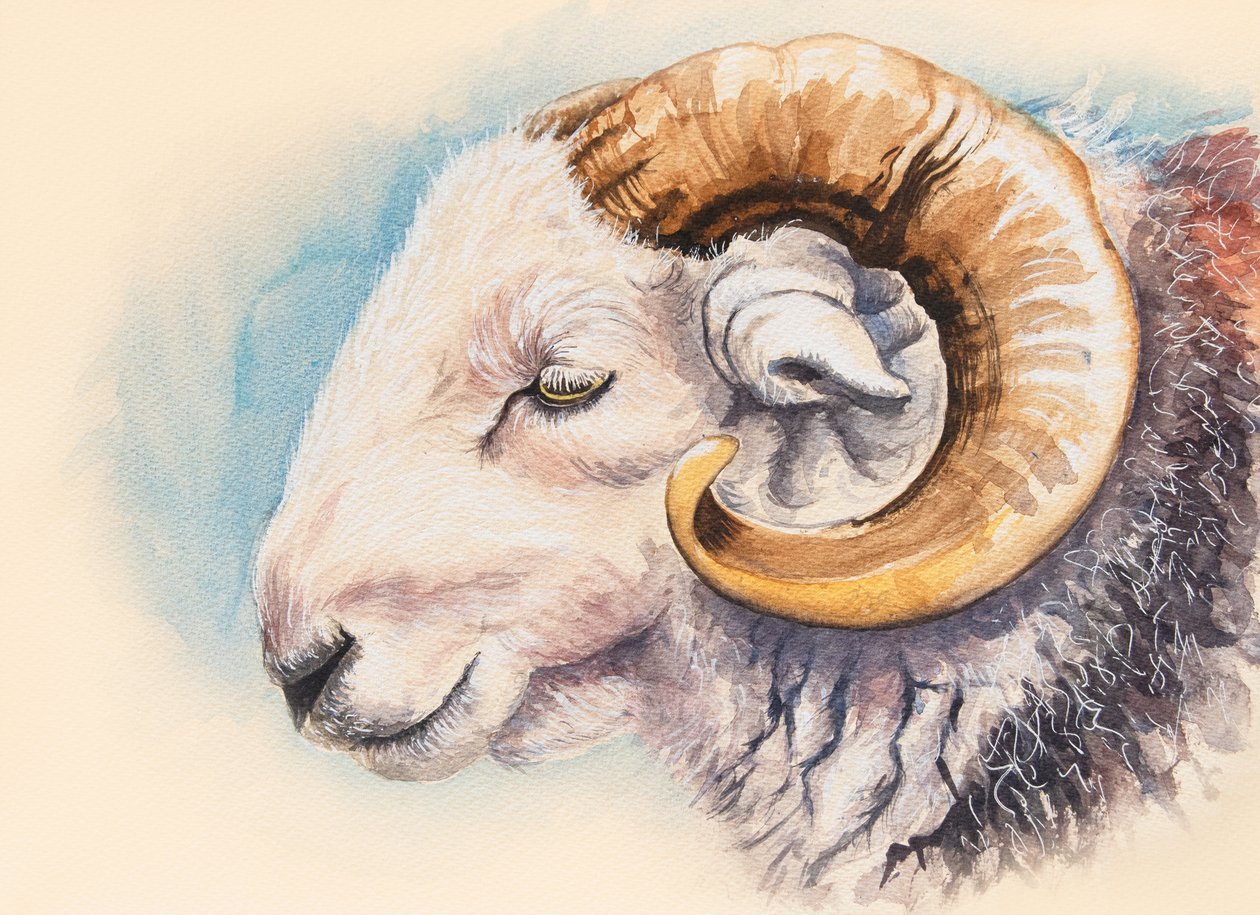 Beran Herdwick od Alison Cooper