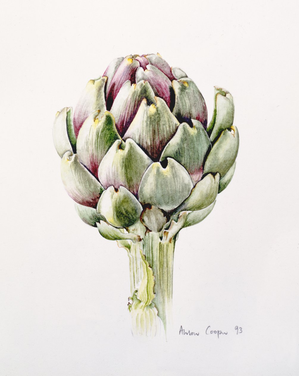 Artyčoková studie, 1993 od Alison Cooper