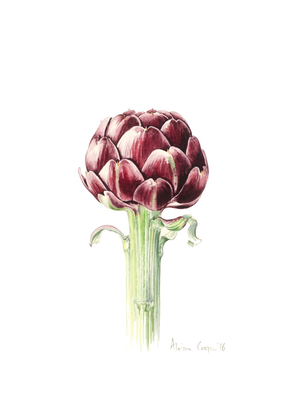 Artyčok z římského trhu, 2016, akvarel od Alison Cooper