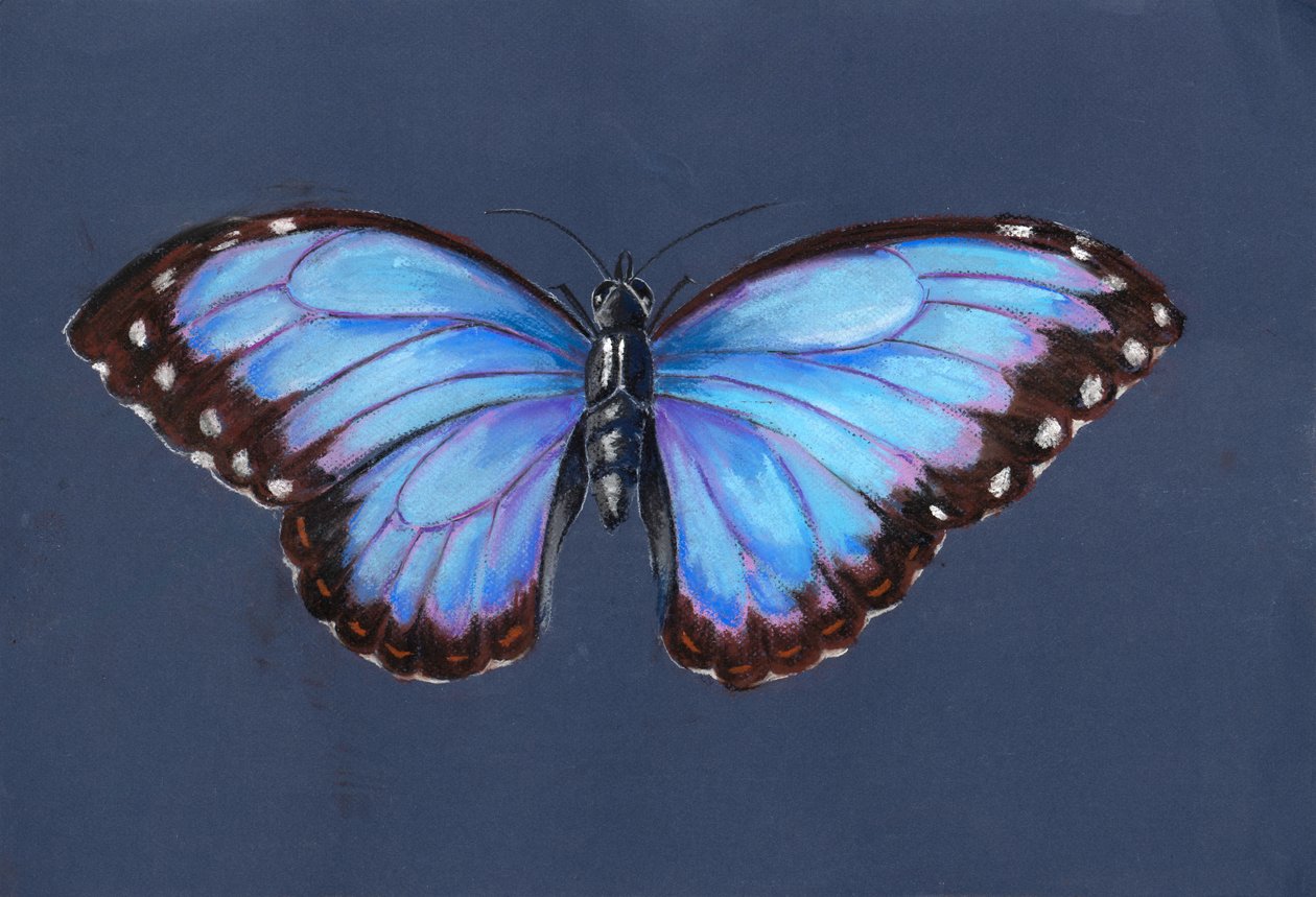 Blue Morpho Butterfly, 2019 (pastel) od Alison Cooper