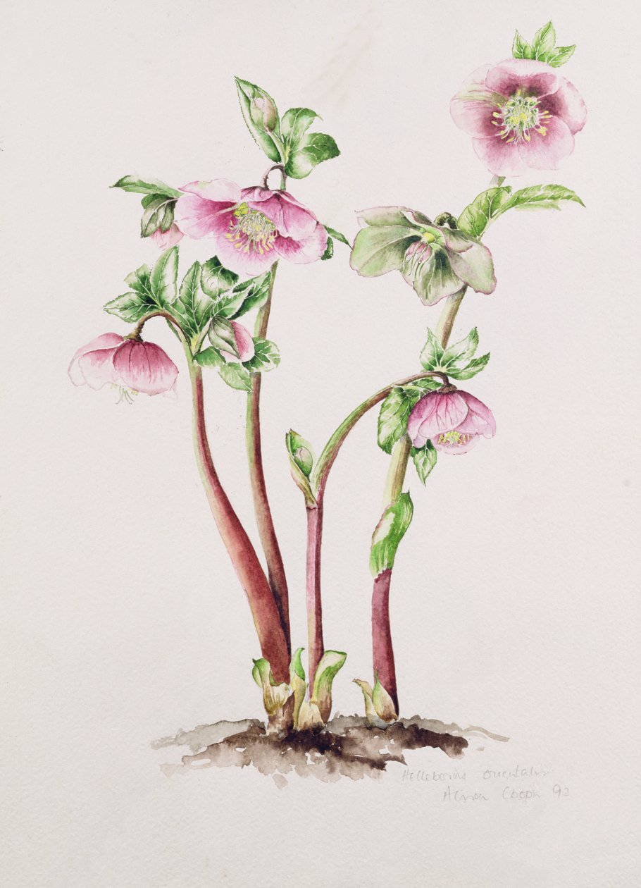 Postní růže: Helleborus orientalis (akvarel) od Alison Cooper
