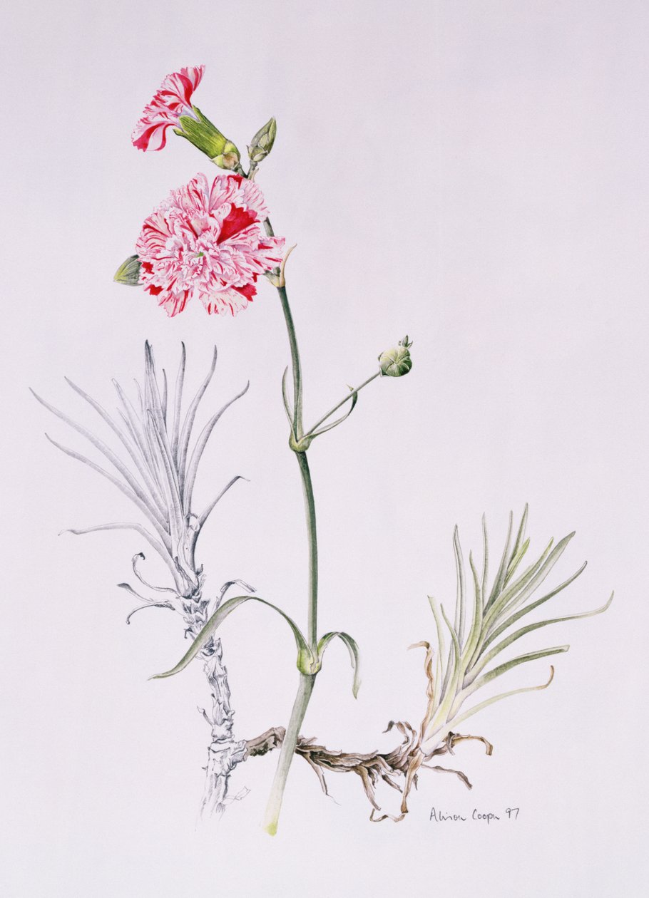 Old Variety of Dianthus, 1997 (wc na papíře) od Alison Cooper