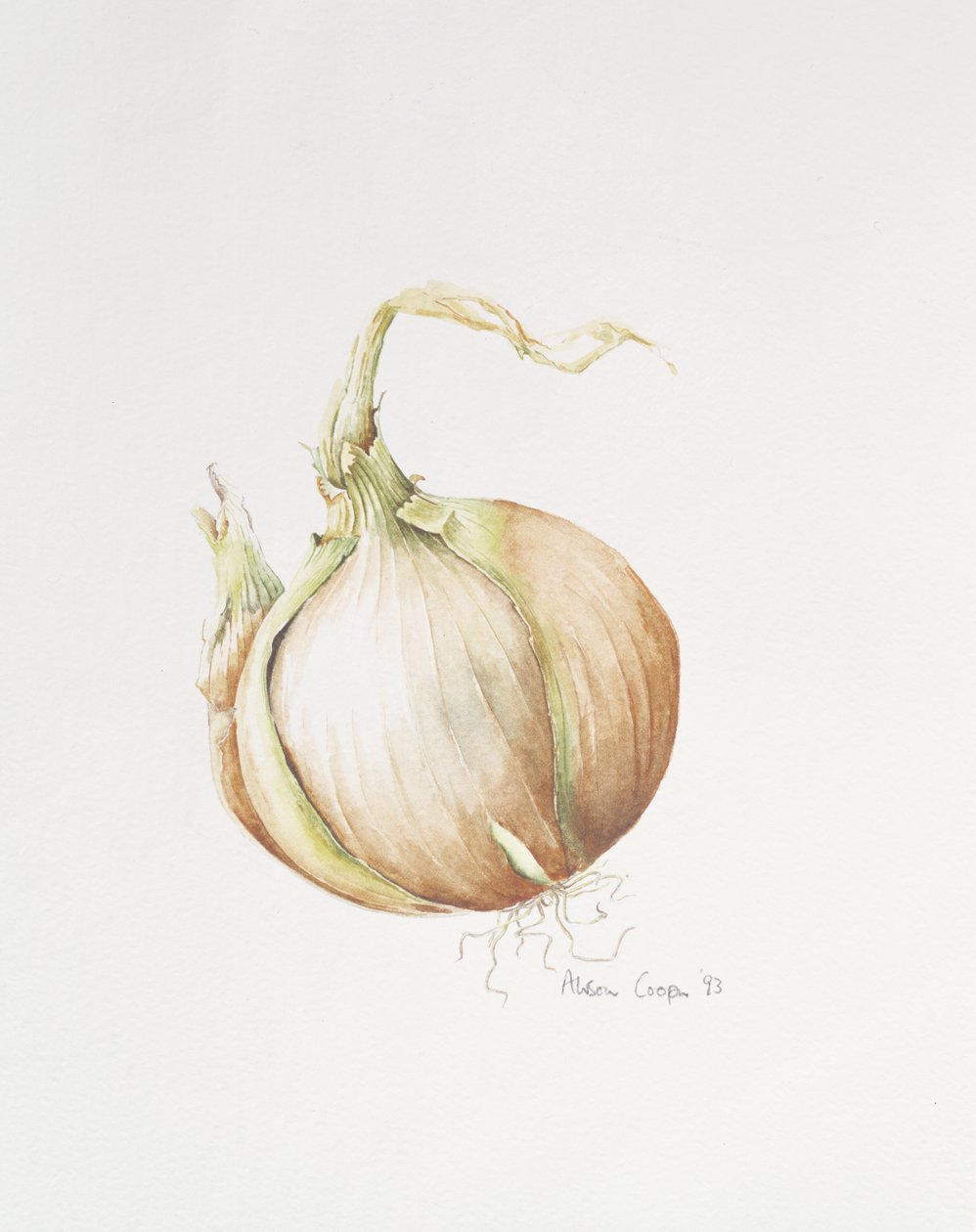 Cibulová studie, 1993 od Alison Cooper