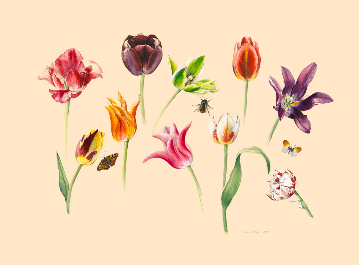 jarní tulipány a hmyz od Alison Cooper