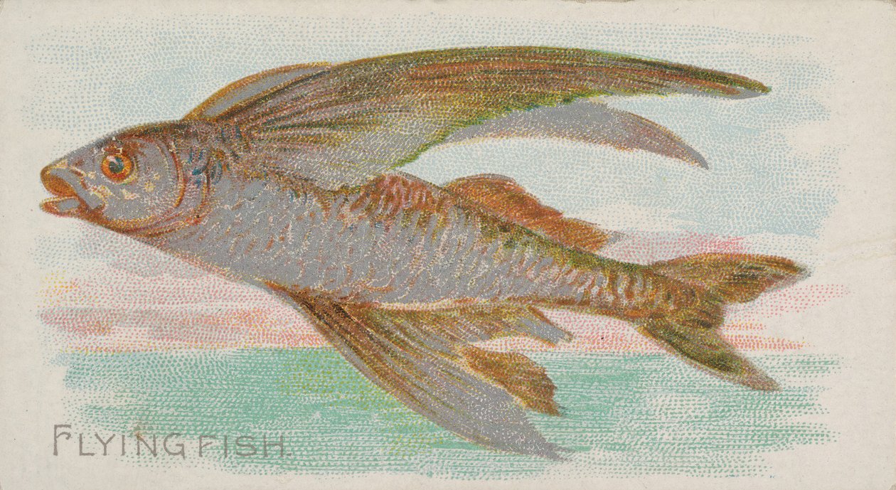 Flying Fish, ze série Fish from American Waters N8 pro cigarety Allen & Ginter ..., 1889. od Allen and Ginter