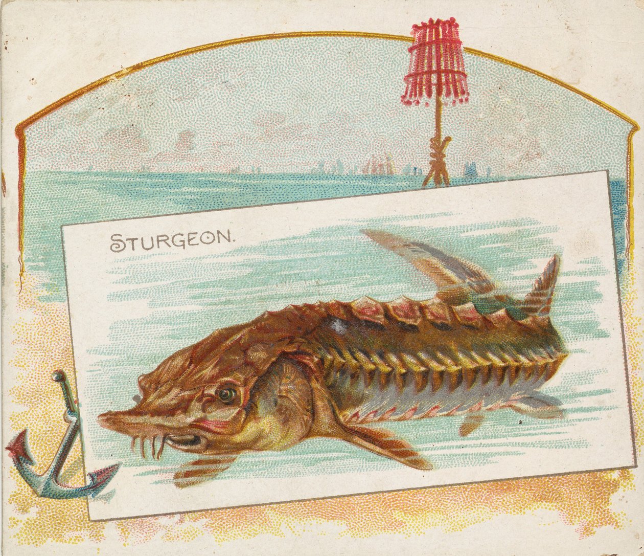 Sturgeon, z ryb ze série American Waters N39 pro cigarety Allen & Ginter, 1889. od Allen and Ginter