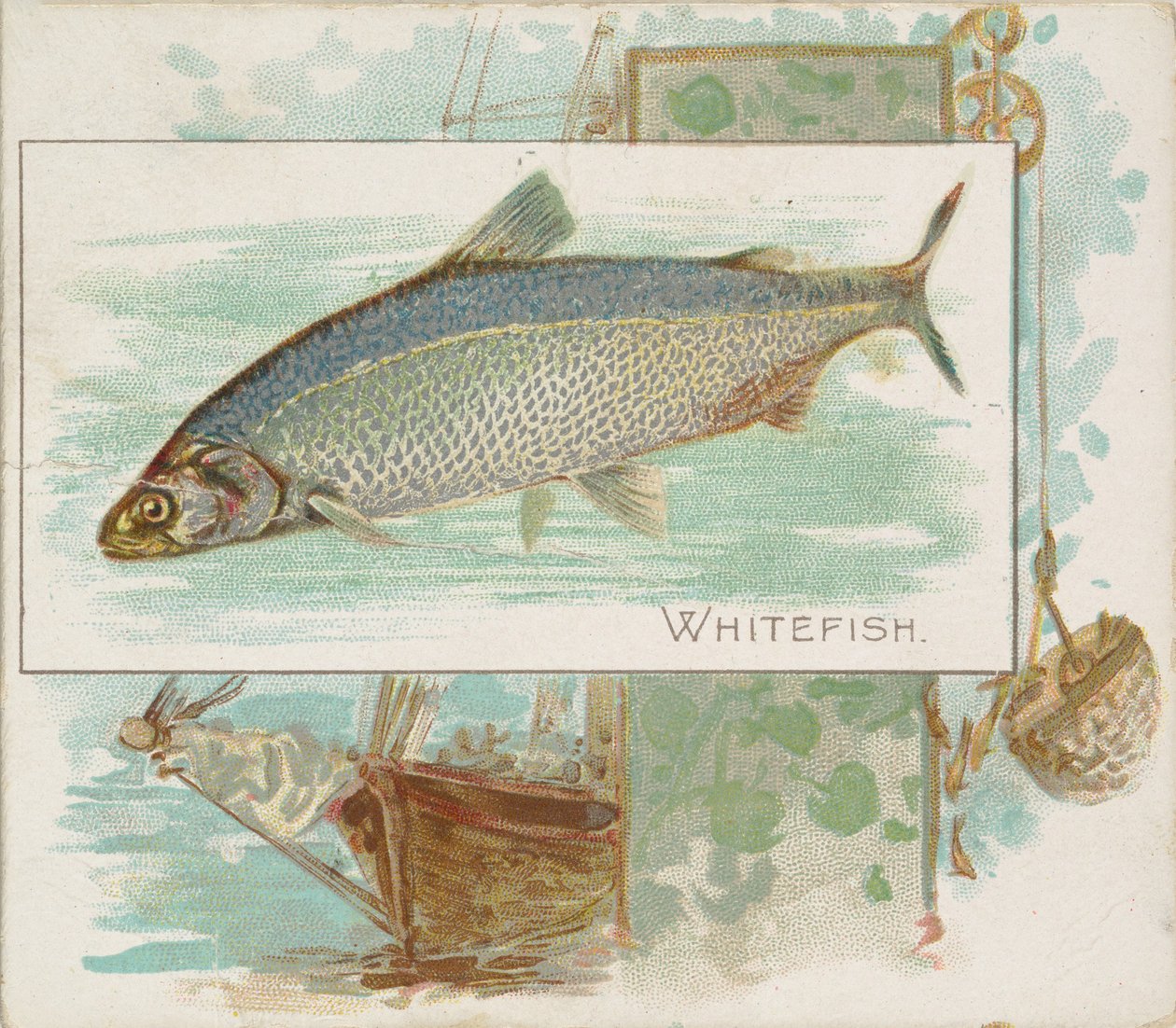 Whitefish, z ryb ze série American Waters N39 pro cigarety Allen & Ginter, 1889. od Allen and Ginter