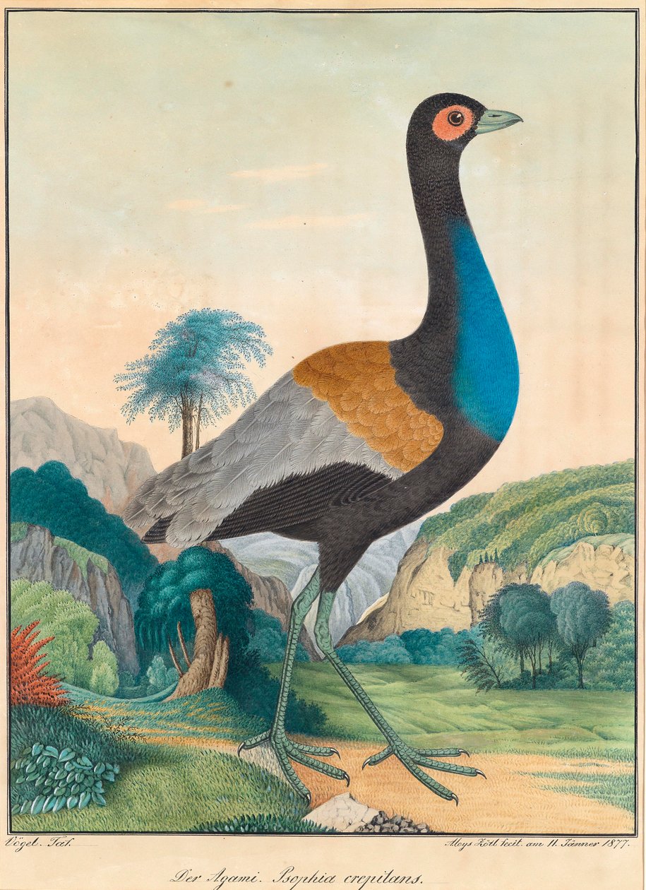 Agami. Psophia crepitans. (Trumpet Bird) ve svěží zelené lesní krajině se skalami od Aloys Zötl