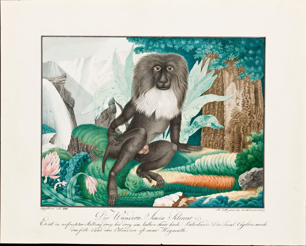 Makak, 1837 od Aloys Zötl