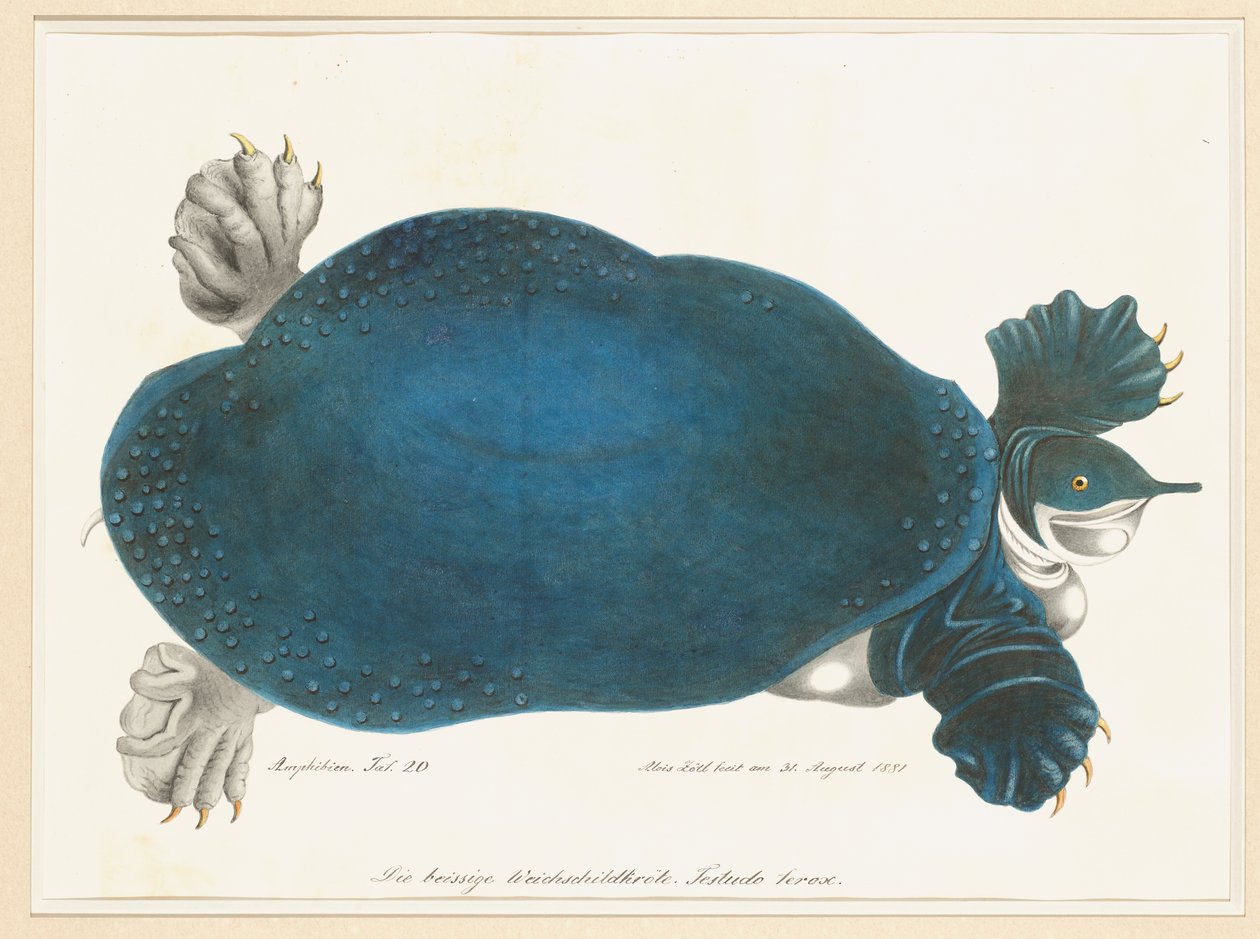 Americká želva softshell nebo Trionyx, dříve nazývaná Blue Turtle od Aloys Zötl