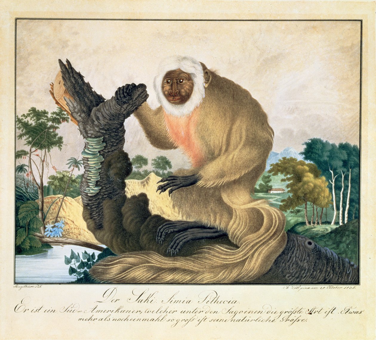 Opice Saki, 1835 od Aloys Zötl