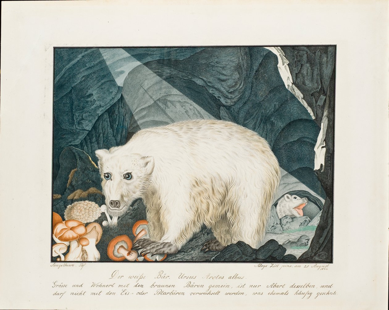Bílý medvěd, 1844 od Aloys Zötl