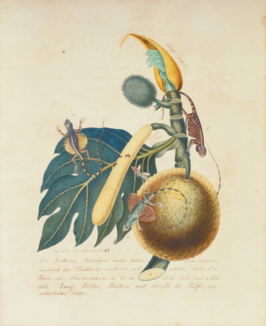 Der Broadbaum..., 1847 (wc na papíře) od Aloys Zötl
