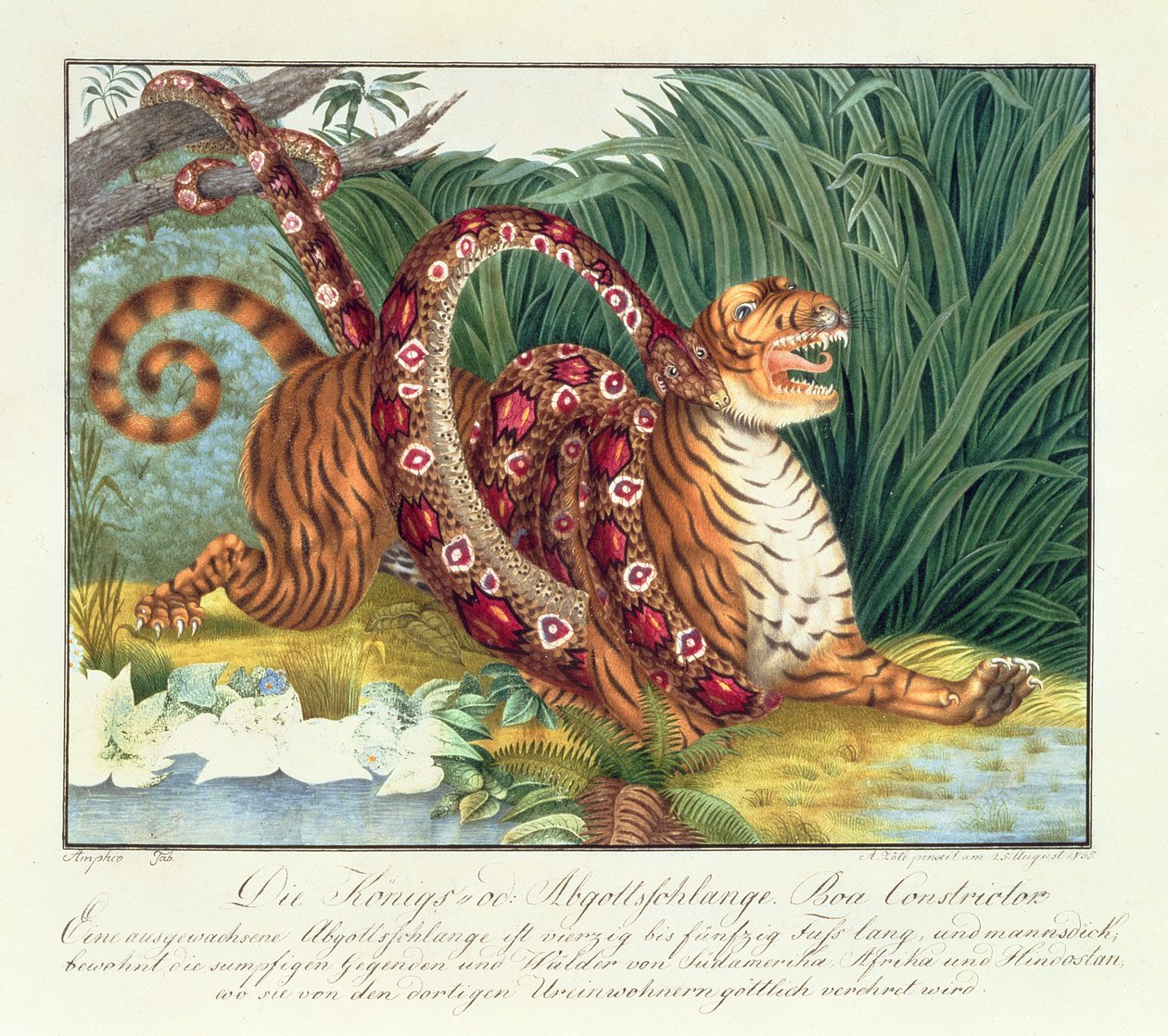 Tygr a Boa Constrictor, 1835 od Aloys Zötl