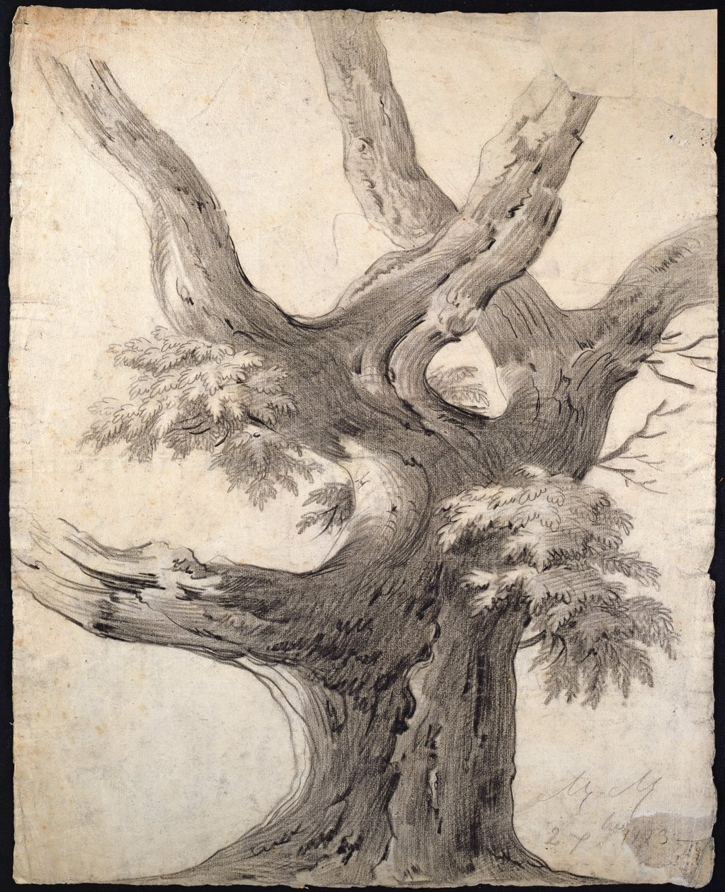 Study of a Tree, 1823 (uhlí na papíře) od Alphonse Nicolas Michel Mandevare