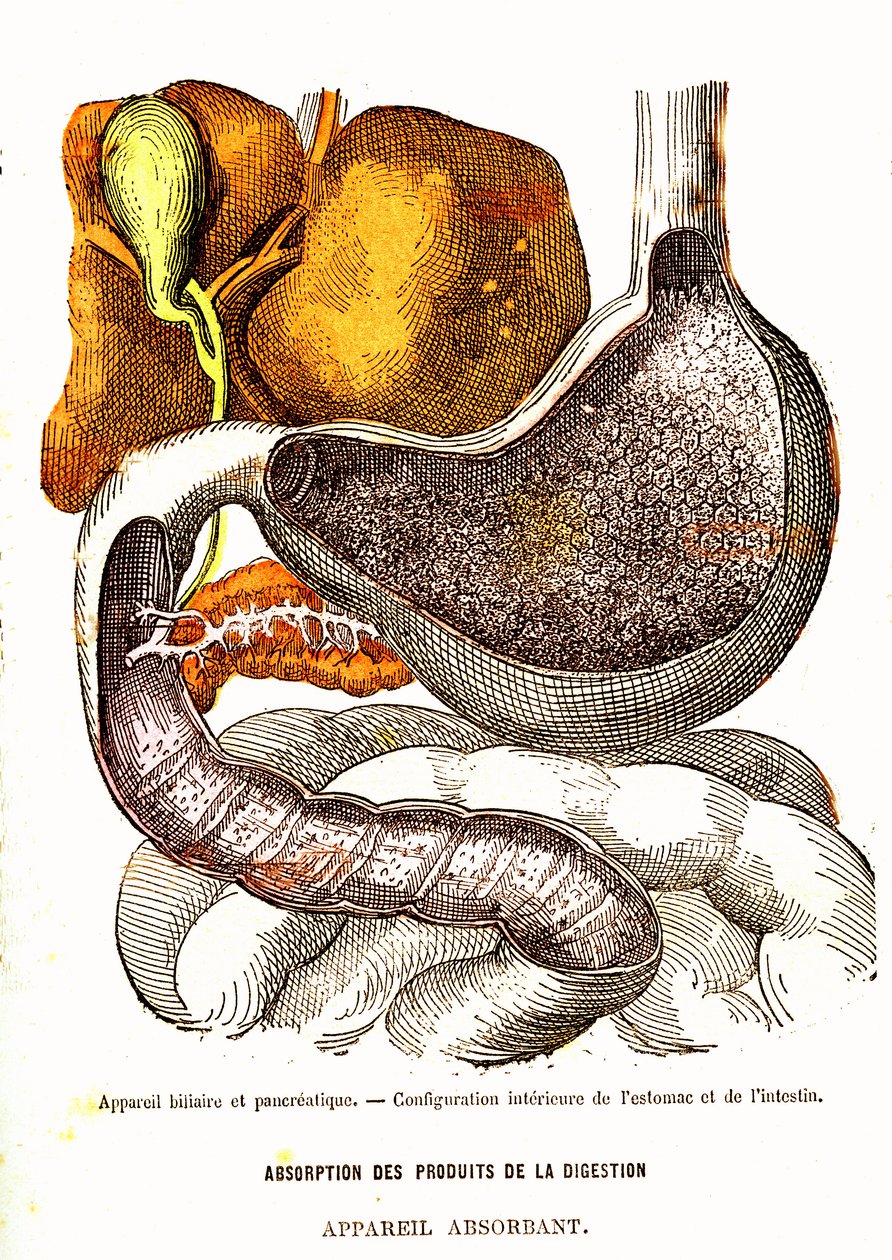 Biliární a pankreatický systém – normální život a zdraví od J. Rengade-Drawing od A. Demarle 1881 od Alphonse Demarle