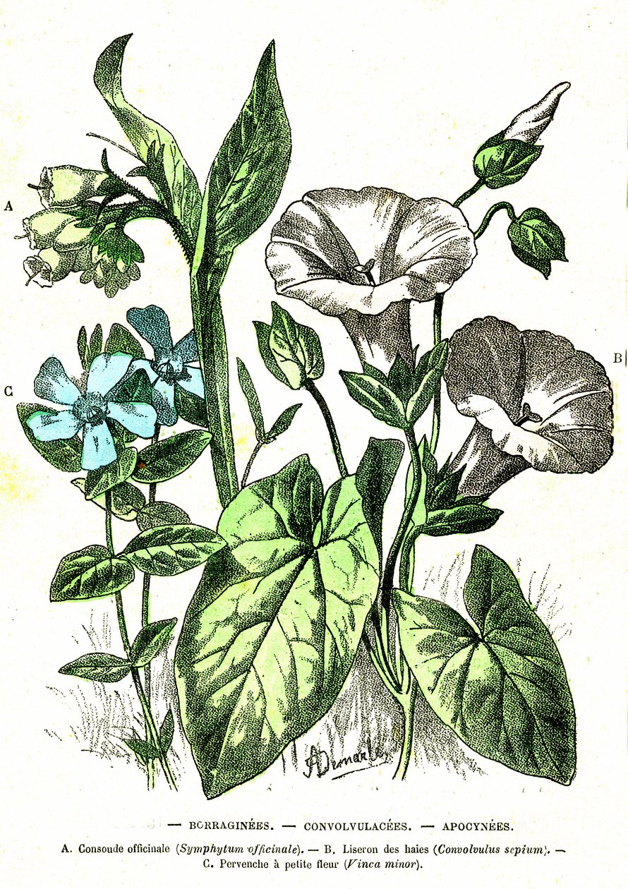 Borraginees, Convolvulacees, Apocynees: Přírodní stvoření a živé bytosti. Kresba A. Demarle. 1885 od Alphonse Demarle